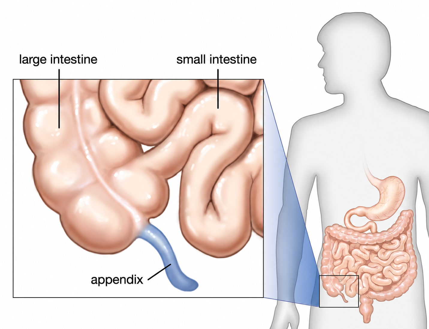 Appendix